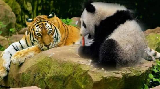 野生大熊猫真没有天敌为何从没有老虎吃它是因为打不过吗