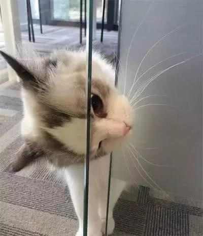 小猫咪偷听主人开会歪着头一副认真的表情简直要把人萌哭了