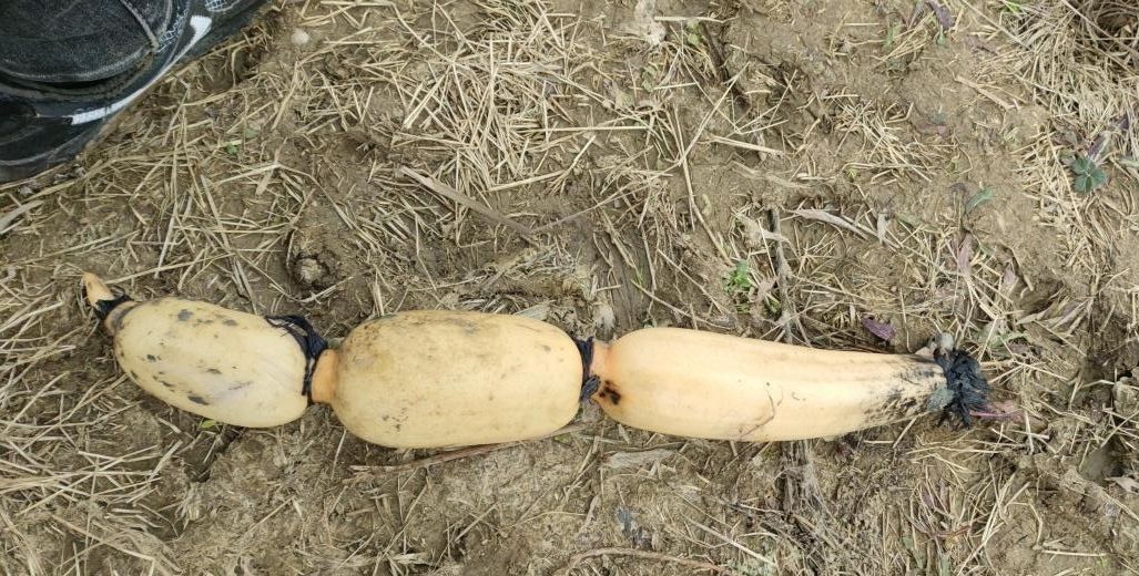 湖北男子野钓一无所获稀里糊涂地收获了一根莲藕到底咋回事