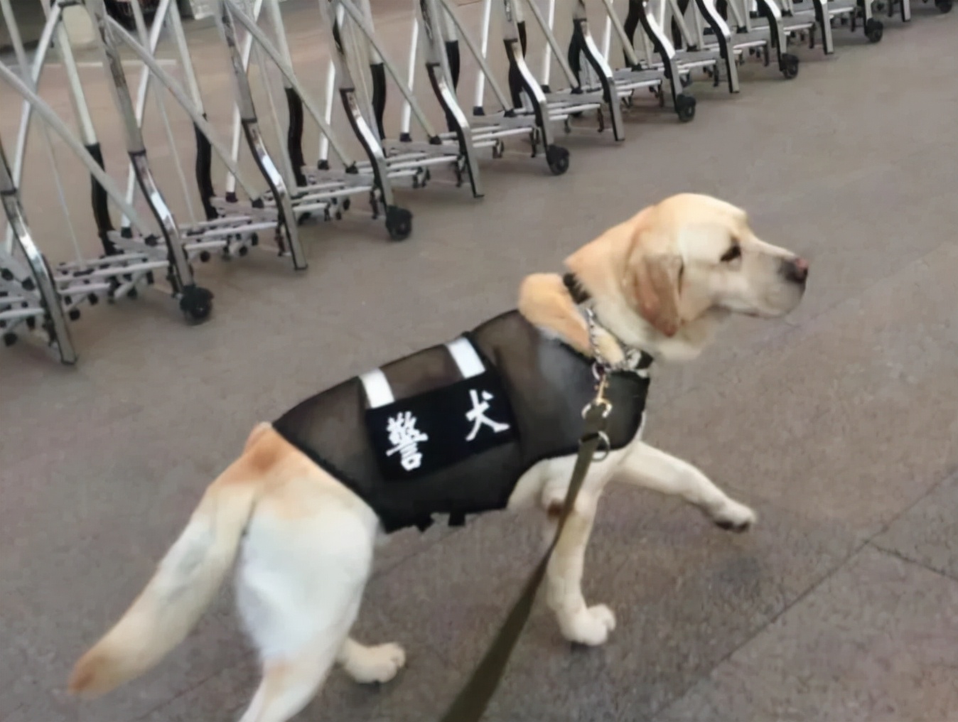 一只拉布拉多犬服役整整10年"网红"警犬退役网友纷纷留言祝福正式退役