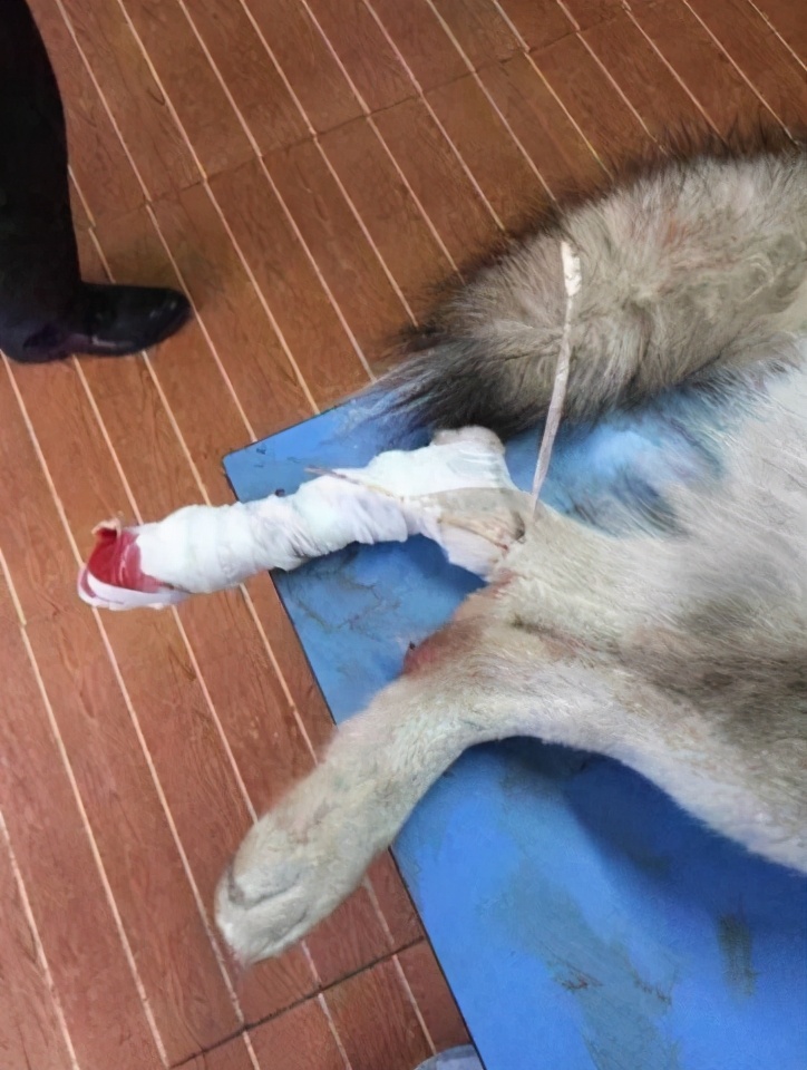 二哈被车撞断了腿主人买来火腿肠慰问二哈反应太让他扎心了