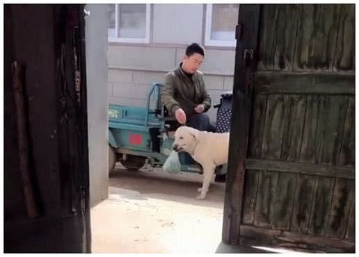 主人外出买回菜，让狗狗帮忙提回家，刚想走进门却被狗狗气昏头休闲区蓝鸢梦想 - Www.slyday.coM