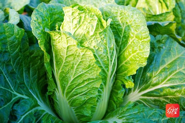 蔬菜销售排行_广东最爱贵州蔬菜茄子等11个单品销量均达万吨以上