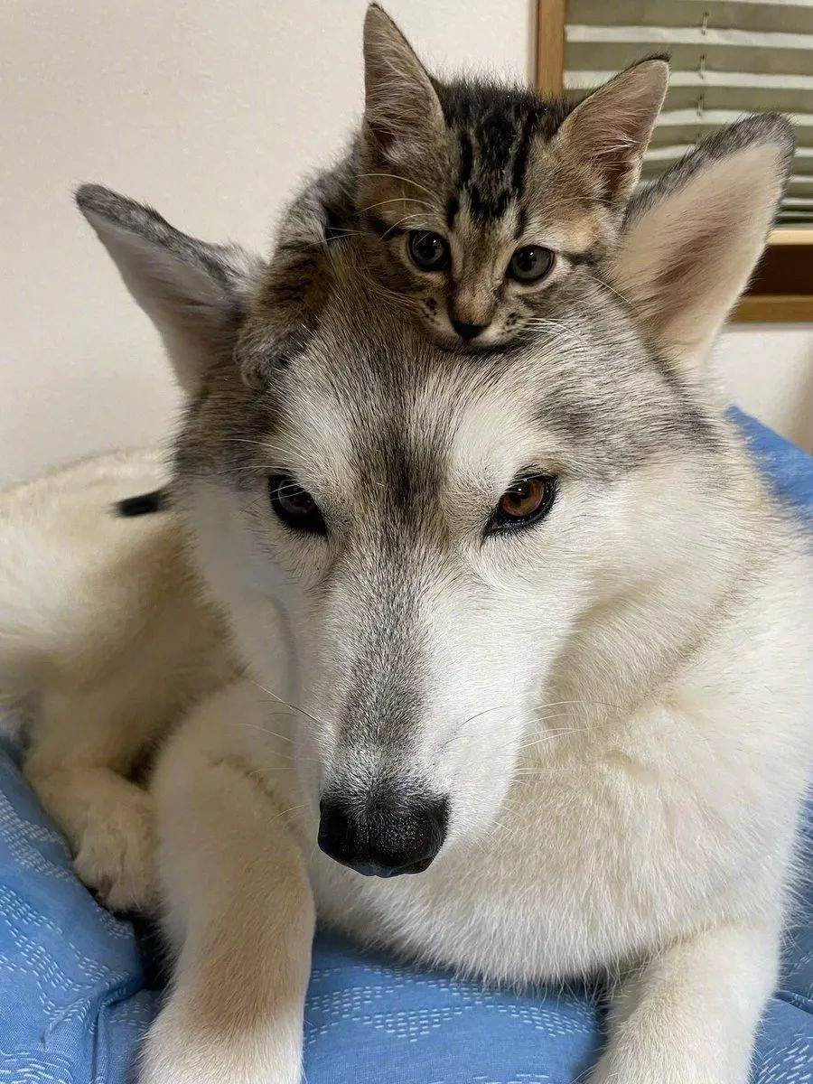 这大概是全网最招猫喜欢的二哈这些待遇也太让人羡慕了