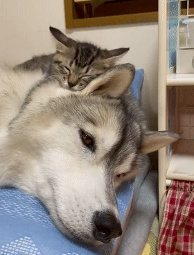 这大概是全网最招猫喜欢的二哈这些待遇也太让人羡慕了