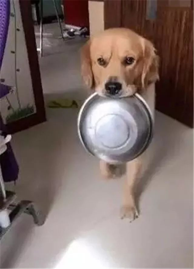 到了饭点不喂狗,你可能还不知道后果的严重性?|狗_新浪新闻