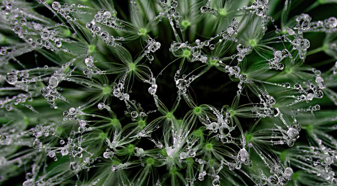 自然界蠢萌动物盘点 世界十大剧毒动物揭秘