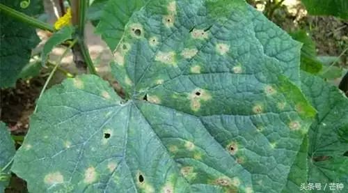 黄瓜叶片炭疽病苦瓜炭疽病苦瓜叶片炭疽病防治技术:发病初期(危害部位