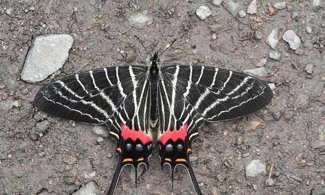 盘点世界上最稀有的10种蝴蝶