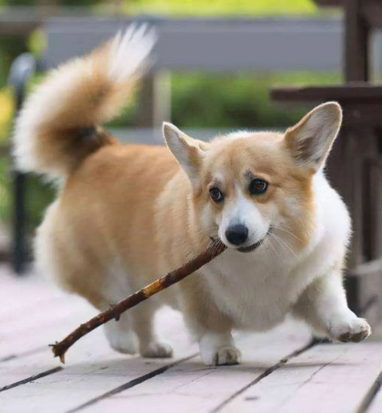 柯基犬断尾其实是养宠人的畸形审美