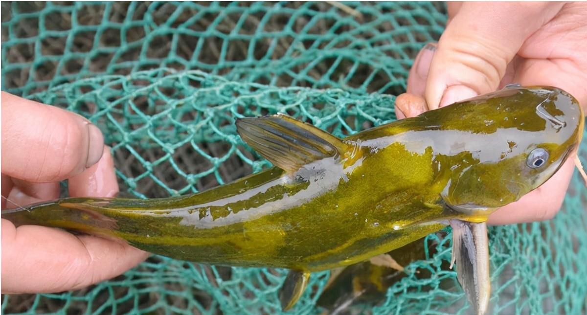 黄颡鱼肠炎病的症状及防治方法