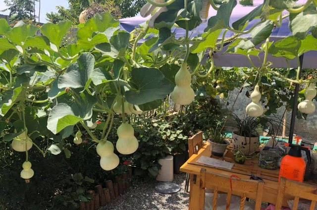 家庭如何种植手捻葫芦,你会把玩,但是会自己种植吗|光照|温度|网咯