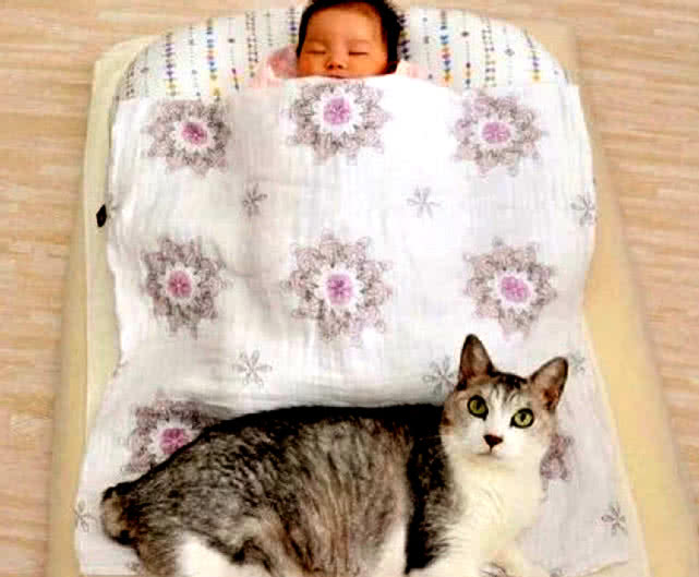 家里小主人出生后，猫咪变成了暖心小保姆，这一幕萌到主人心里休闲区蓝鸢梦想 - Www.slyday.coM