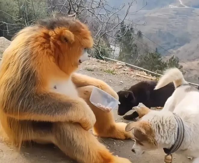 陕西几只金丝猴下山寻食,和狗子打成一片,还用村民投的食物喂狗