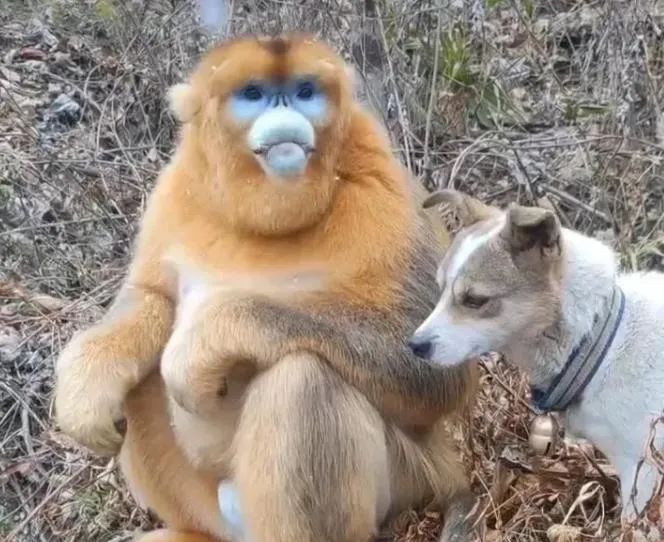 陕西几只金丝猴下山寻食,和狗子打成一片,还用村民投的食物喂狗