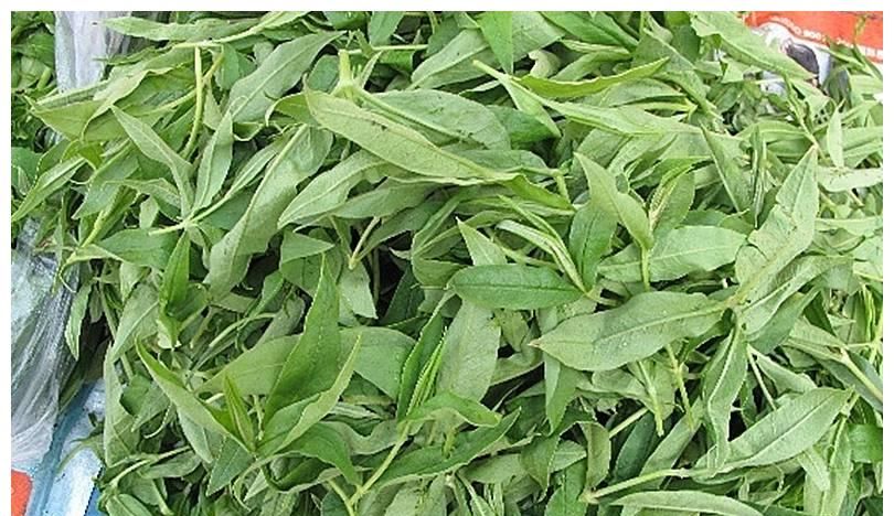 菜供人类食用,而且在夏天和秋天采收以后还可以晒干入药,是一种功效