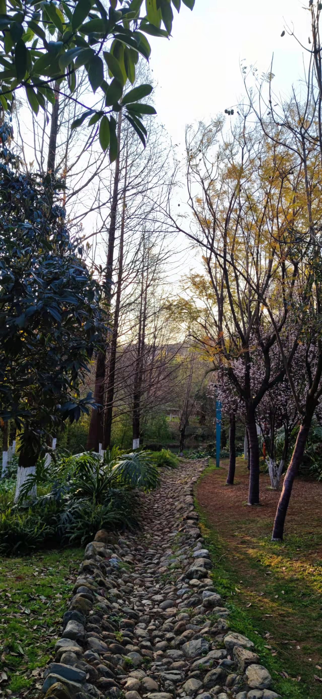 组图洛龙街道的春天