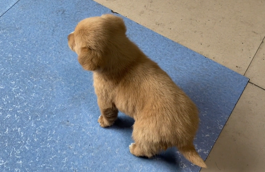 刚满月就被抛弃的金毛串串,为了能被收养每天都陪小朋友玩|狗狗|大哥