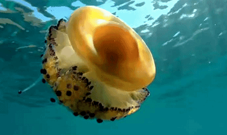 警报水母,长得像警车上圆形的警灯,而且神奇的是它的脑袋像充满惰性