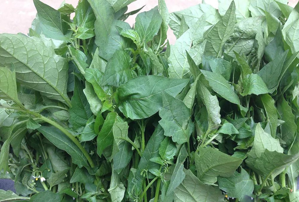 这野菜有微毒,花臭叶子香,但腌过后比芥菜还香,如今很多人种植__财经