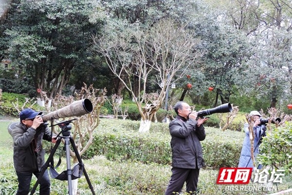 邂逅自然的艺术，红花和春鸟的组合原来能这么美休闲区蓝鸢梦想 - Www.slyday.coM