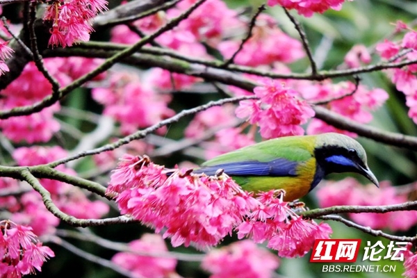 邂逅自然的艺术，红花和春鸟的组合原来能这么美休闲区蓝鸢梦想 - Www.slyday.coM