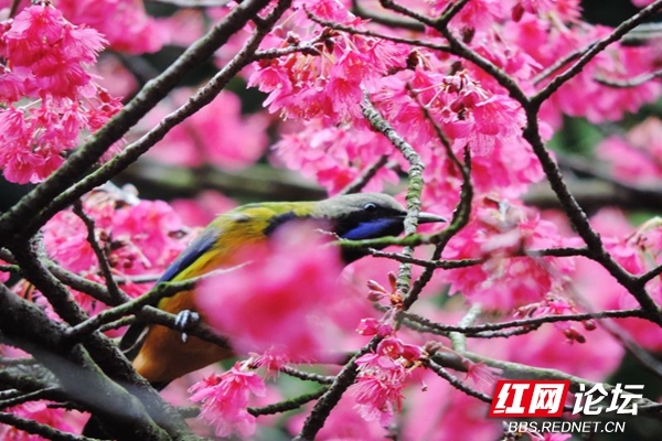 邂逅自然的艺术，红花和春鸟的组合原来能这么美休闲区蓝鸢梦想 - Www.slyday.coM