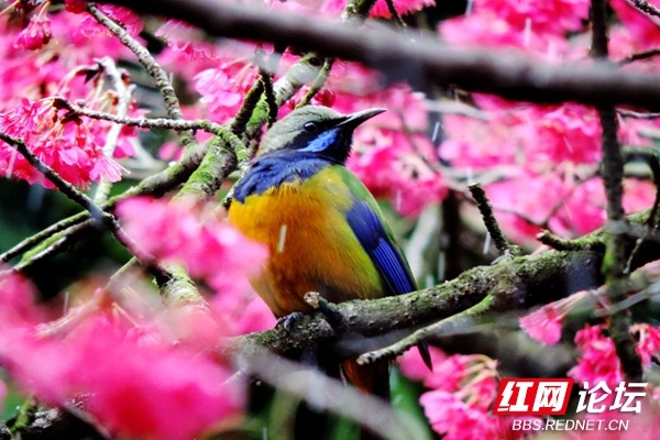 邂逅自然的艺术，红花和春鸟的组合原来能这么美休闲区蓝鸢梦想 - Www.slyday.coM