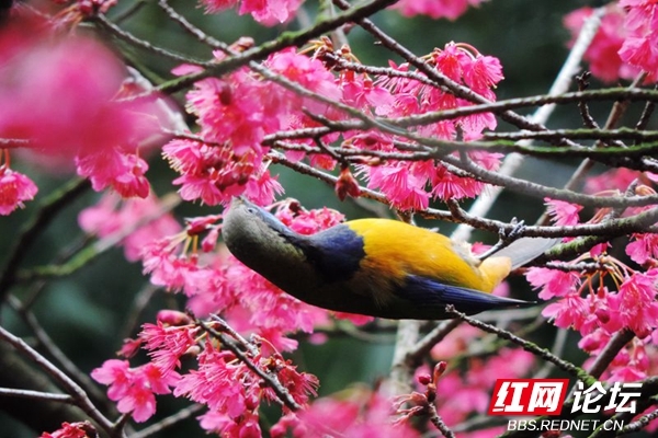 邂逅自然的艺术，红花和春鸟的组合原来能这么美休闲区蓝鸢梦想 - Www.slyday.coM