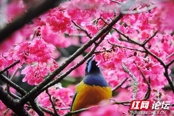 邂逅自然的艺术，红花和春鸟的组合原来能这么美休闲区蓝鸢梦想 - Www.slyday.coM
