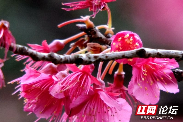 邂逅自然的艺术，红花和春鸟的组合原来能这么美休闲区蓝鸢梦想 - Www.slyday.coM