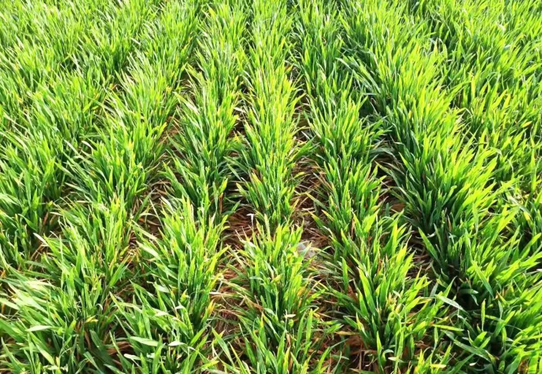 小麦进入返青期怎样防治病虫害