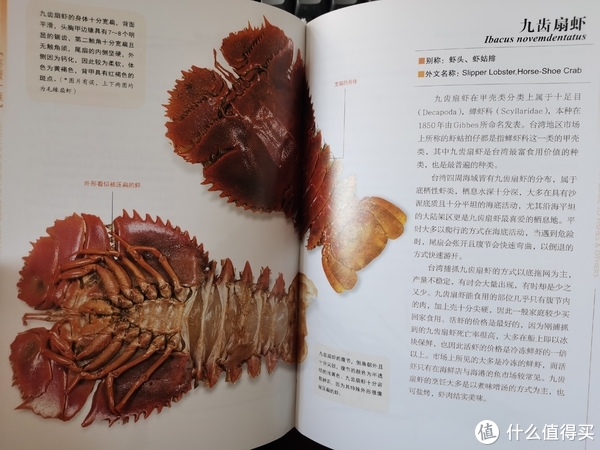 您爱吃鱼吗我不爱吃但是爱看哈内陆菜场看不到的菜市场鱼图鉴