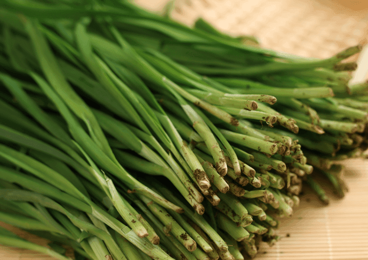 天津公共营养师王鑫为读者介绍韭菜的营养和搭配.