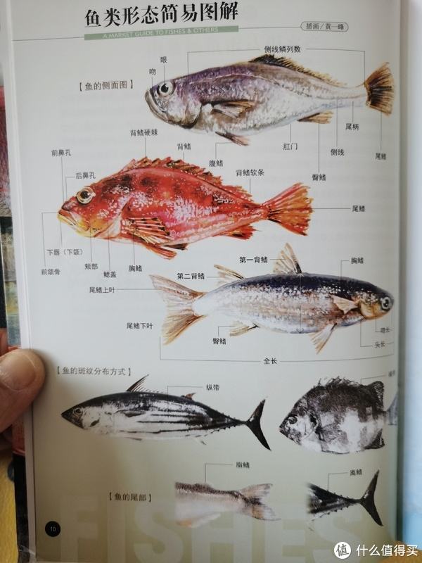 您爱吃鱼吗我不爱吃但是爱看哈内陆菜场看不到的菜市场鱼图鉴