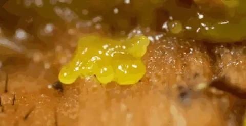 黏菌：无脑无神经系统的智能生物