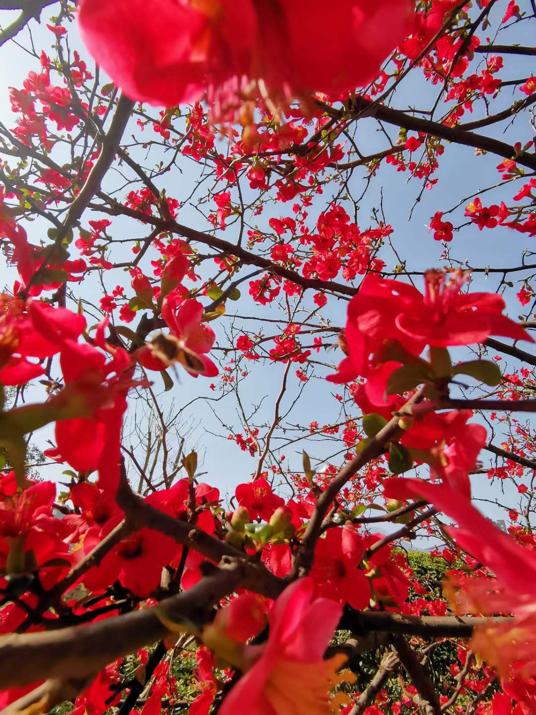 广元海棠花在阳光的映衬下显得格外明艳,一起来看看!|广元市_新浪新闻