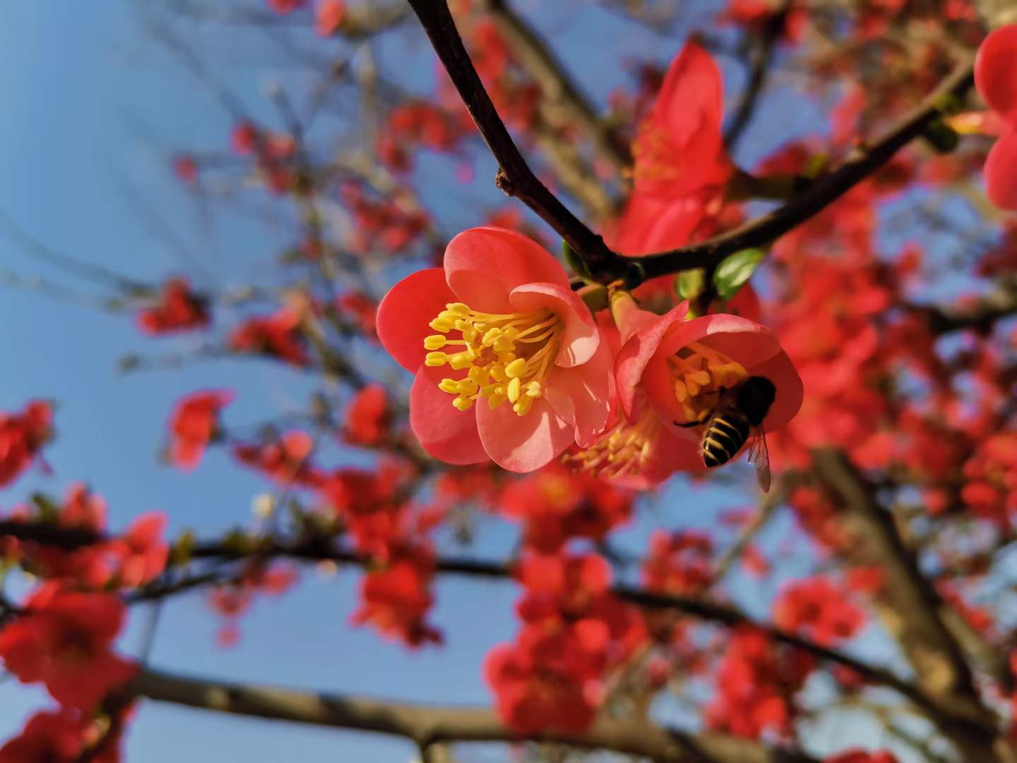 广元海棠花在阳光的映衬下显得格外明艳,一起来看看!|广元市_新浪新闻