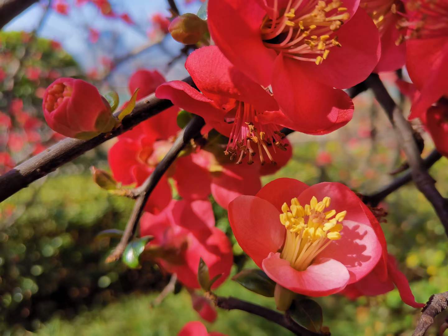 广元海棠花在阳光的映衬下显得格外明艳,一起来看看!|广元市_新浪新闻