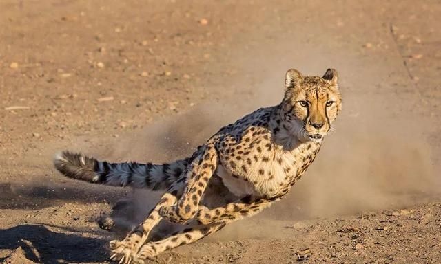 那些经常需要追捕有蹄类的大型猫科动物,像猎豹,山狮,老虎,尾巴也比较