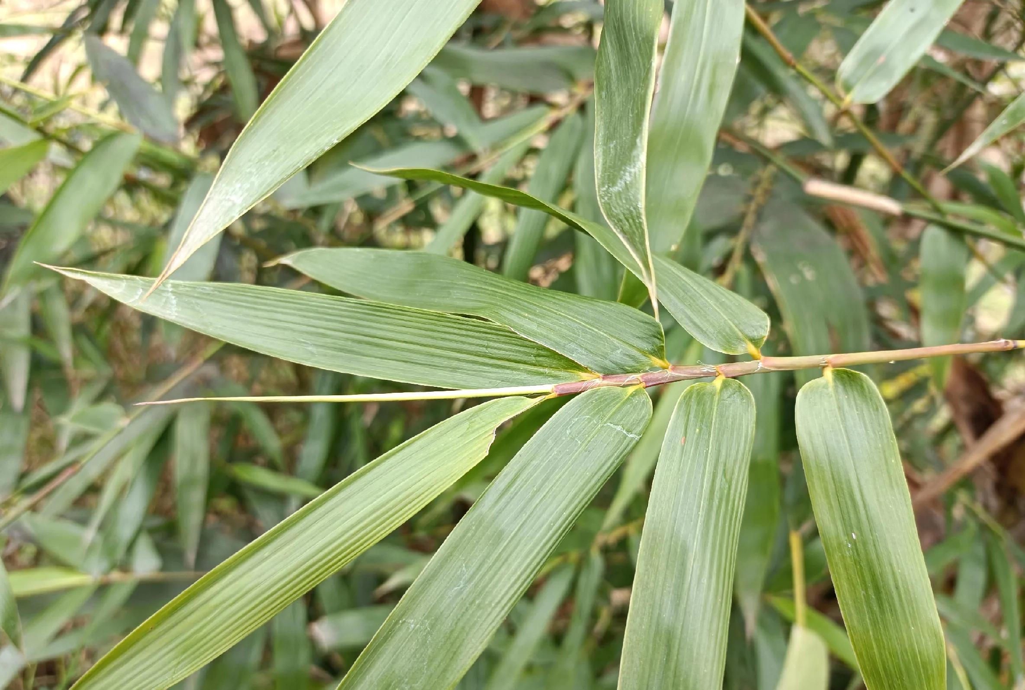 大自然有什么抗衰老秘密？...