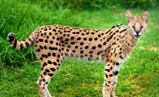 猫科都是长尾巴猞猁尾巴为何那么短难道是因为兔子吃多了