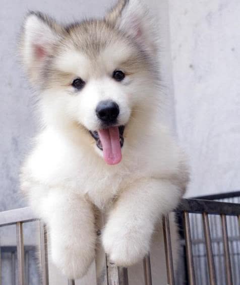 两个月后,狗狗变了模样|狗|阿拉斯加犬|阿拉斯加_新浪新闻