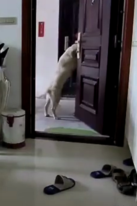 主人安装监控后,发现狗狗每天是这样等她回家,它们的举动好暖心休闲区蓝鸢梦想 - Www.slyday.coM 主人安装监控后,发现狗狗每天是这样等她回家,它们的举动好暖心休闲区蓝鸢梦想 - Www.slyday.coM