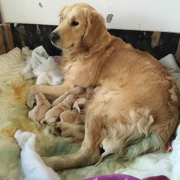 怀孕金毛撕扯裤脚主人顾打牌不理会之后发生的事让他后悔了