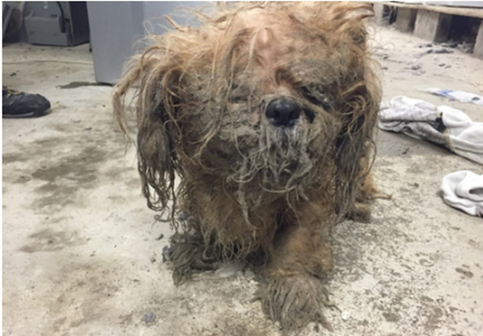 流浪狗脏得像块抹布女子帮它清洗后瞬间被眼前这家伙惊住了