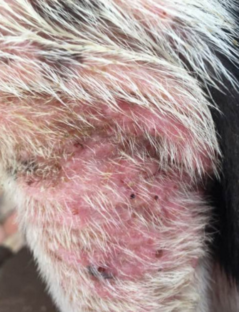 因为她知道,皮肤病,只要是自己日后带狗狗去看宠物医生,那是一定会