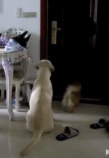 主人安装监控后,发现狗狗每天是这样等她回家,它们的举动好暖心休闲区蓝鸢梦想 - Www.slyday.coM 主人安装监控后,发现狗狗每天是这样等她回家,它们的举动好暖心休闲区蓝鸢梦想 - Www.slyday.coM