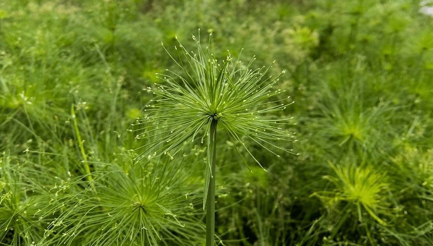 古埃及神奇的植物纸莎草造出最早的画纸却被中国造纸术取替
