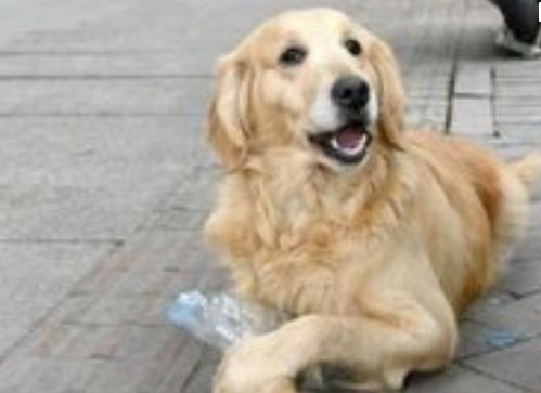 熊孩子在马路乱扔垃圾家长却视而不见，旁边金毛的反应亮了休闲区蓝鸢梦想 - Www.slyday.coM